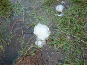 Alien Star Jelly in the Lake District Photo © Rob Shephard