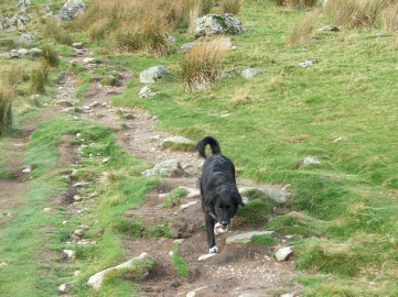 Sasha on Helvellyn